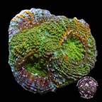 LiveAquaria® CCGC Aquacultured Autumn Echinata Coral